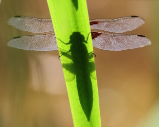 Natuur en fotografie najaarscursus