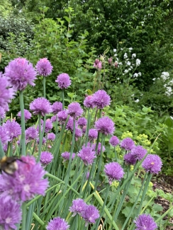 Moestuinplan maken voor beginners